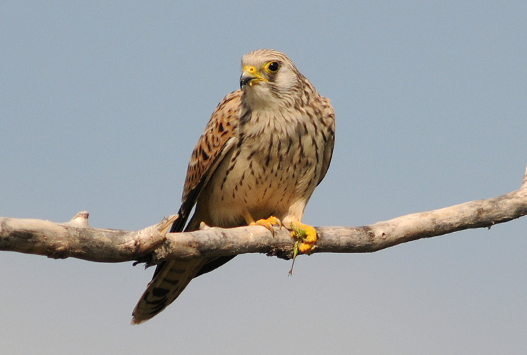 Uccelli da confermare